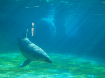 南知多ビーチランド　イルカ　知多半島ドライブ