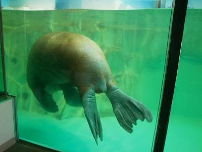 南知多ビーチランド　セイウチ　知多半島デート